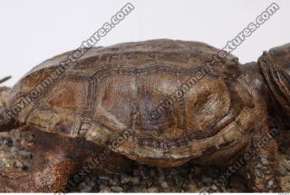 tortoise shell 0015